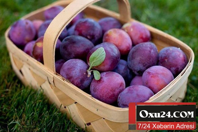 38 tona yaxın Azərbaycan gavalısı Rusiyadan geri qaytarıldı