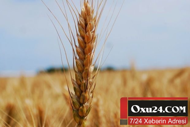 Gürcüstan Ermənistana buğda idxalına qadağa qoydu