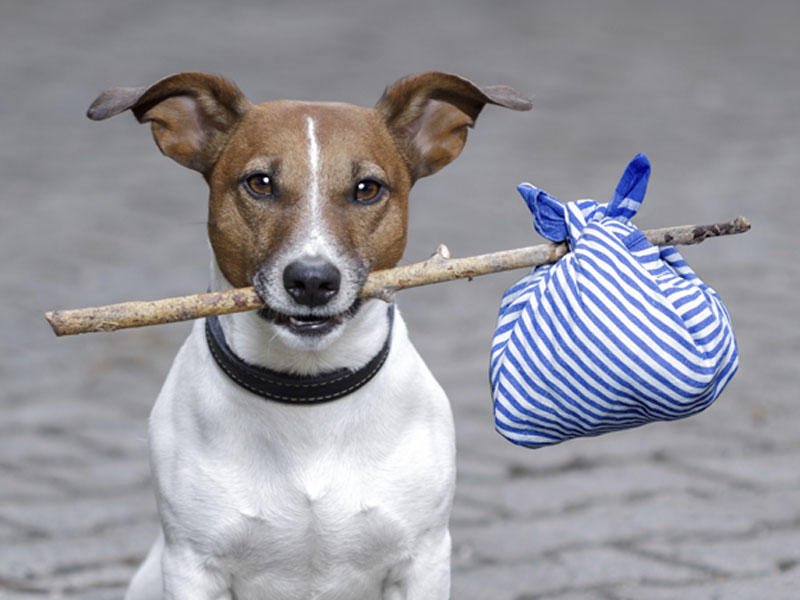 “İt olan evə mələk girməz” hədisində əsas məqsəd nədir?