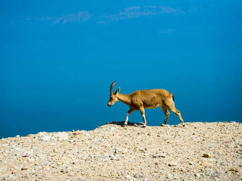 Niyə keçilər sidiklərini başlarına sürtürlər? - MARAQLI FAKTLAR
