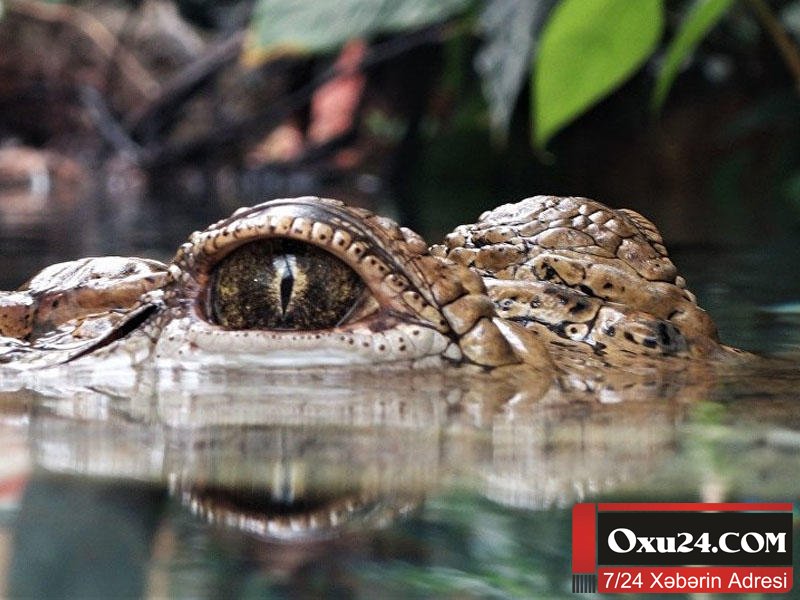 Timsah ana və 5 aylıq körpəsini parçaladı