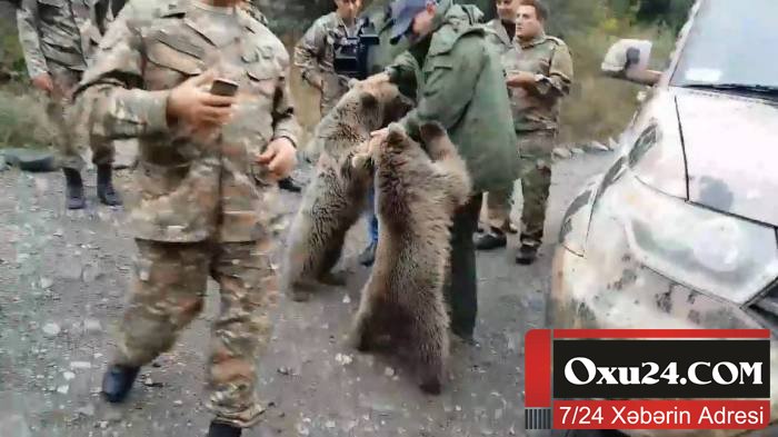 Ayılar Qarabağda Paşinyanın qarşısını kəsdi - VİDEO