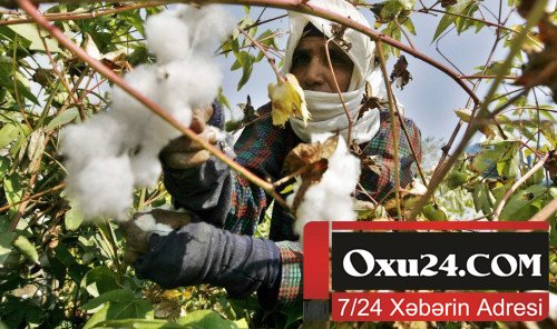 79 yaşlı Xalq artisti: Arvaddan qorxmayan kişi deyil