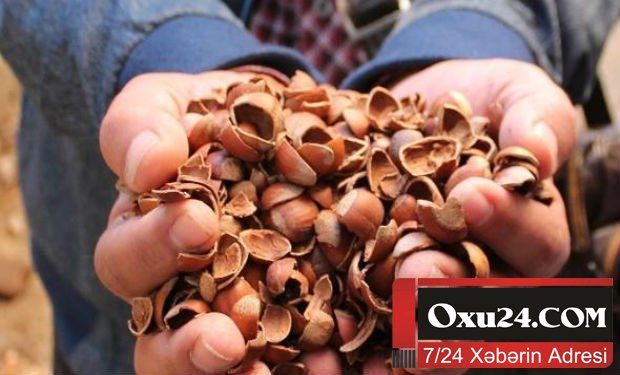 Fındıq qabığını zibilliyə atmayın: Əsl faydası qabığında