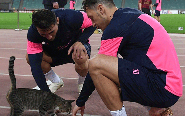 “Arsenal”ın futbolçuları ilə şəkli olan pişik satılır - Foto