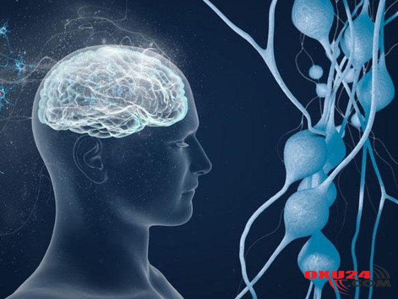 Bağırsaqlar ikinci beyindir