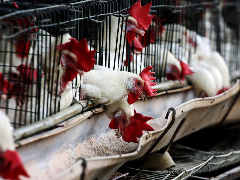 SOS! ölümcül xəstəlik Azərbaycanın bir addımlığında!