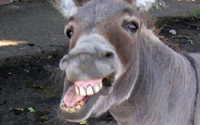 Azərbaycanda 5 min eşşək yoxa çıxdı