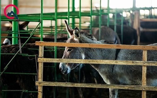 Qida Təhlükəsizliyi Agentliyi eşşək fermasını qanunsuz saydı – Əhaliyə çağırış edildi