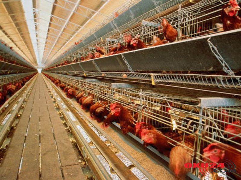 Azərbaycanda diri toyuqların satışı məhdudlaşdırılacaq