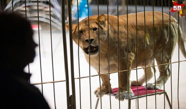 Qorxunc olay: Şir 3 yaşlı uşağa hücum etdi - VİDEO