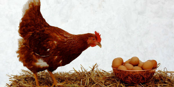 Azərbaycanda \\\"kənd yumurta\\\"sı 100 faiz bahalaşdı (AÇIQLAMA)
