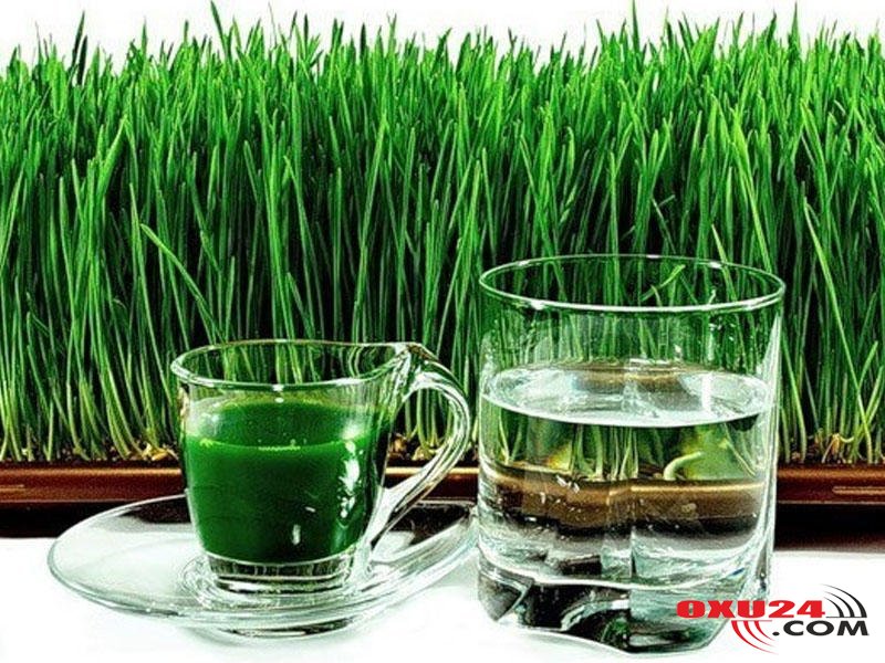 Evdə səməni cücərt və ye – Xəstəlik nədir bilməyəcəksən