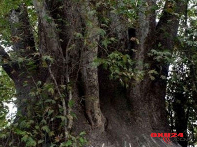 Azərbaycanda insanları sehirləyən ağac