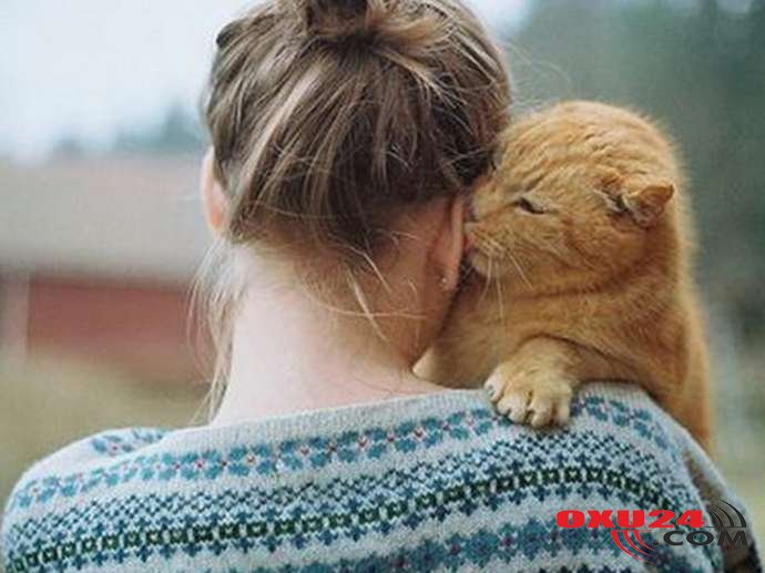 Pişikdən insana keçən bakteriya