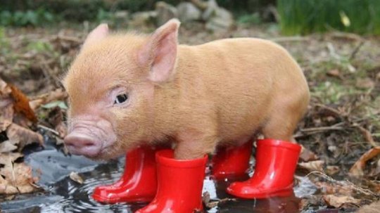 Год Свиньи:  Что принесет год Свиньи для знаков зодиака...