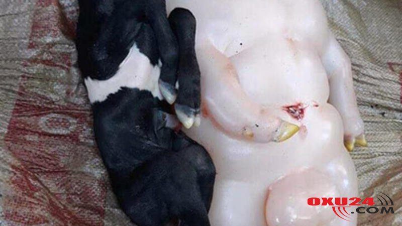 NÖVBƏTİ DƏHŞƏTLİ \\\"CİNÇIXARMA\\\" - Sevgilisini öldürüb beynini...