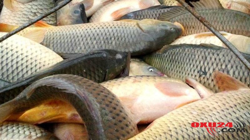 Bakının balıq bazarından dəhşətli fakt – Nəcis axıdılan göllərdə yetişdirilirmiş