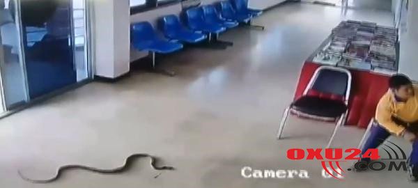 Polis bölməsində qorxunc olay: Şikayətə gələn gəncin bədəninə ilan dolandı +VİDEO