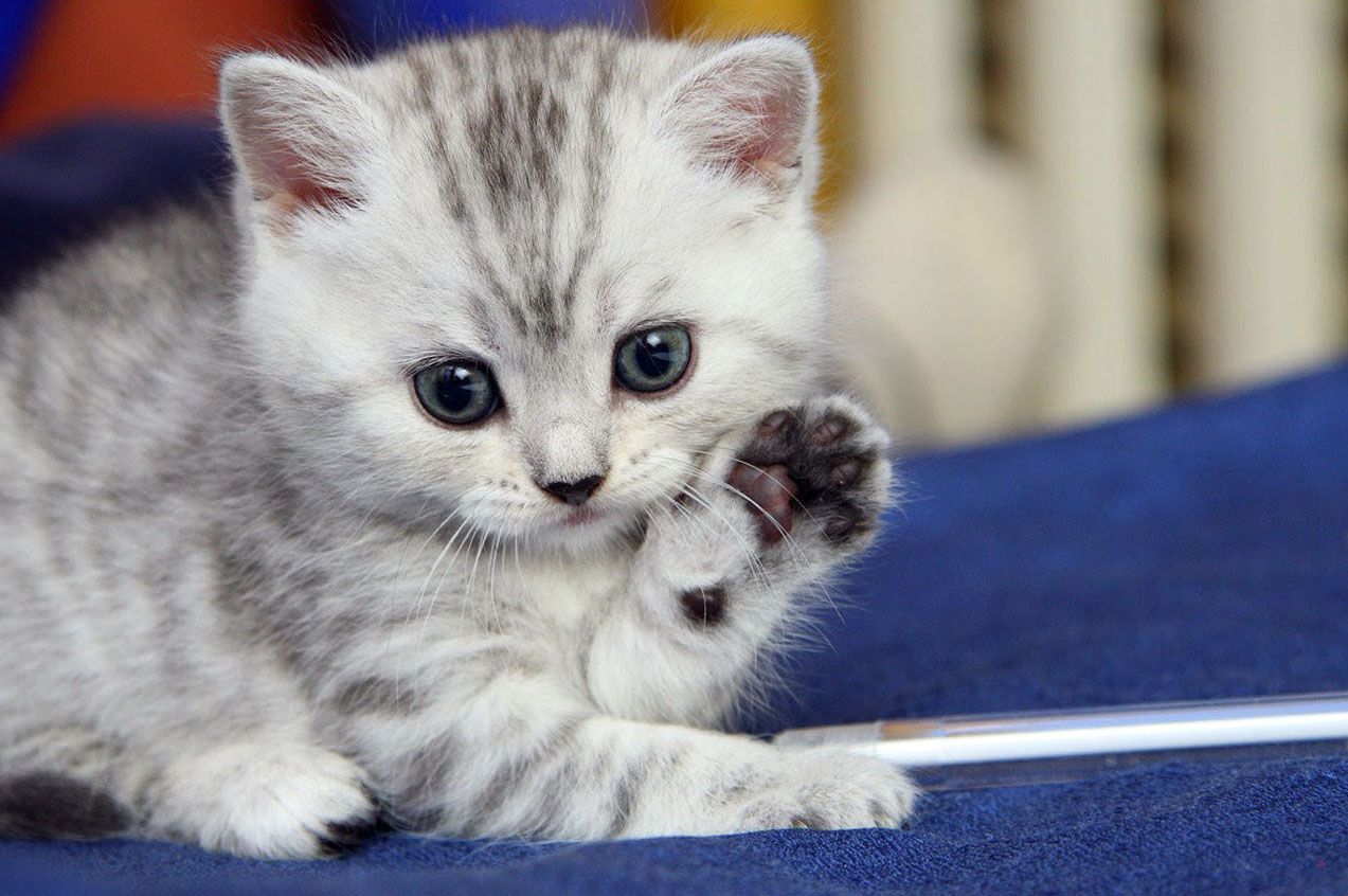 Peyğəmbərin (s) pişikləri həddən artıq sevməsi həqiqətə uyğundurmu?