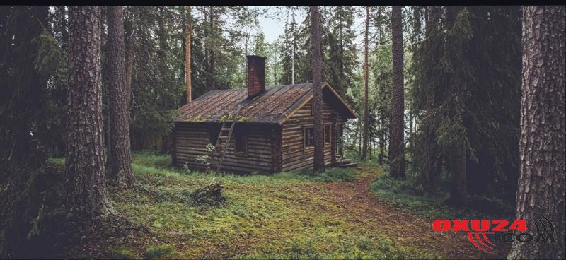Bu fotoda ayını görürsünüzmü? - Görməni yaxşılaşdıran test