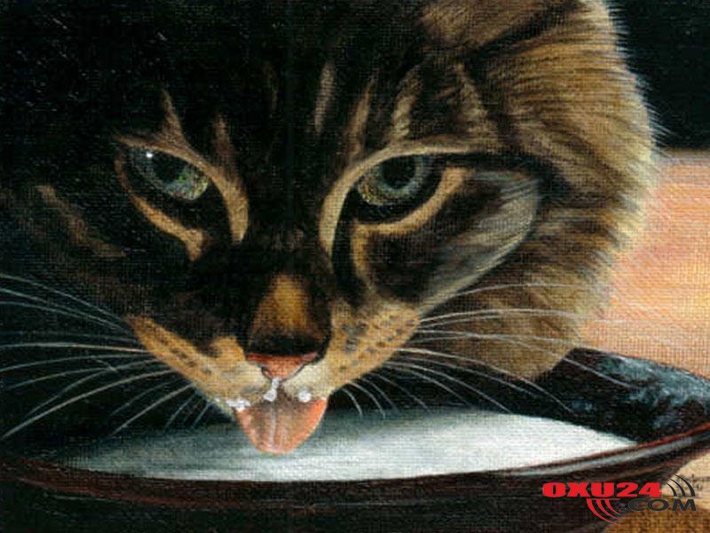 Peyğəmbərin pişikləri həddən artıq sevməsi həqiqətə uyğundurmu?