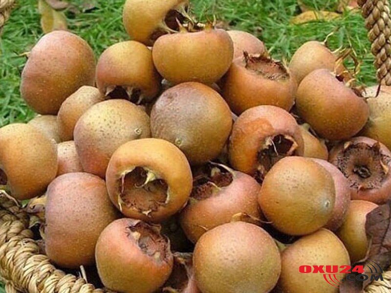 Bu yazını oxuyub əzgili daha çox xoşlayacaqsınız