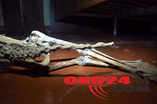 Azərbaycanda qorxunc olay:Uzunluğu 50 sm-ə qədər olan qəribə heyvan skleti tapıldı +VİDEO