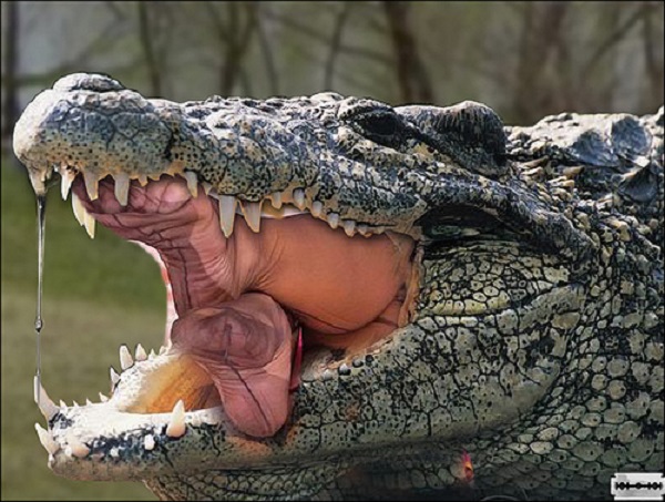 ŞOK! Timsah tutdular, qarnından balıqçı və gənc qız çıxdı (18+VİDEO)