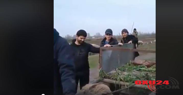 Azərbaycanda \\\"eşşək realiti şou\\\" yarışması keçirildi