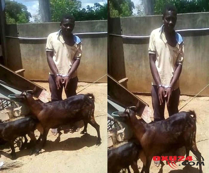 Dəhşətli olay: Keçini zorlayan  gəncdən  ŞOK açıqlama +FOTOLAR