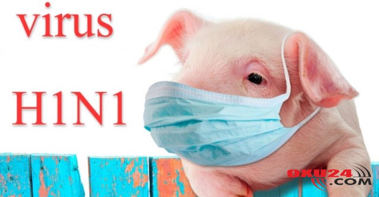 Ölümcül virus Azərbaycanın bir addımlığında: “Donuz qripi”nin əlamətləri nədir?