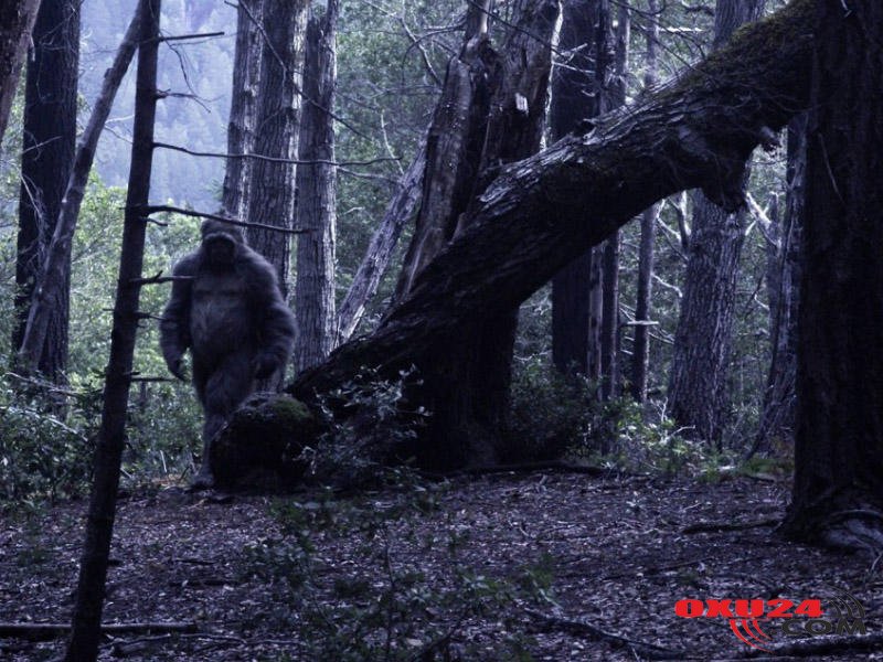 Azərbaycanda \\\"qar adamı\\\" axtaran rusiyalı alim: Onlar yadplanetli mənşəlidirlər - FOTO
