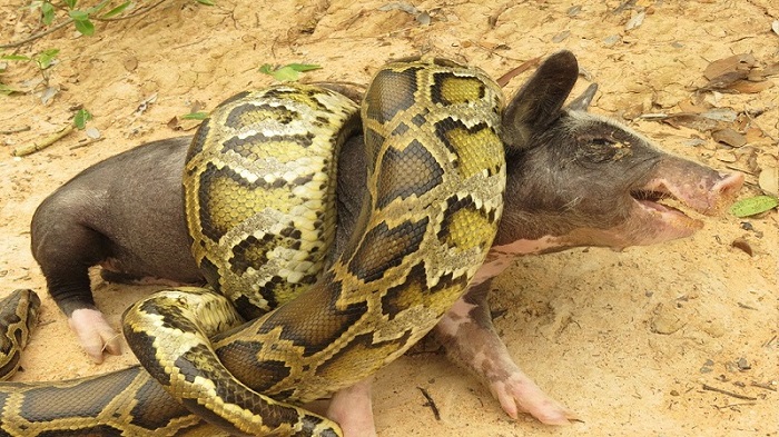 İlan donuz balasını udmaq istədi +VİDEO