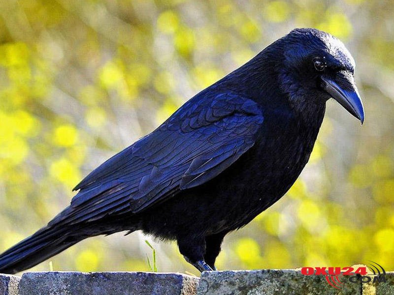 Azərbaycanda qarğalar kütləvi şəkildə qırılır - Səbəb nədir?