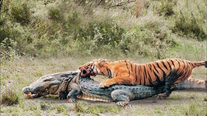 Pələngin ayı,timsah və fillə ölüm-dirim savaşı +VİDEO