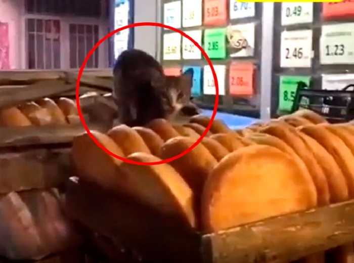 Aldığımız çörəyin üstündə pişiklər gəzir