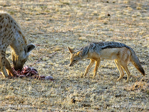 Azərbaycanda dəhşət: Vəhşi heyvan çobanın bədən üzvünü qopardı