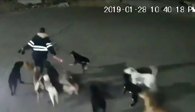 İşdən gələn qadını küçə itləri parçaladı