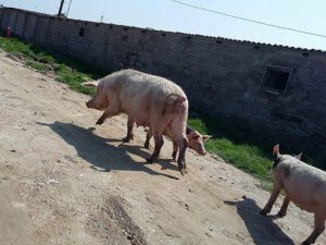 Ac donuzlar qadını diri-diri yedilər