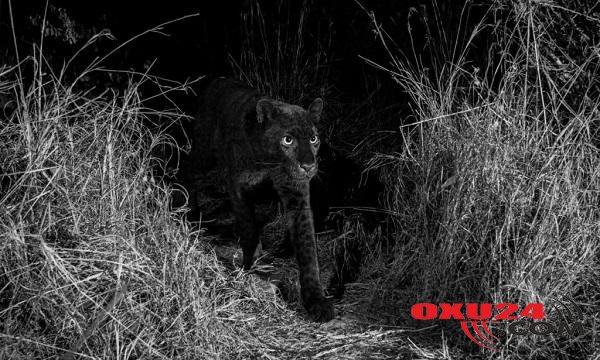 100 il sonra ilk dəfə: Qara leopardın görüntüsü – Foto