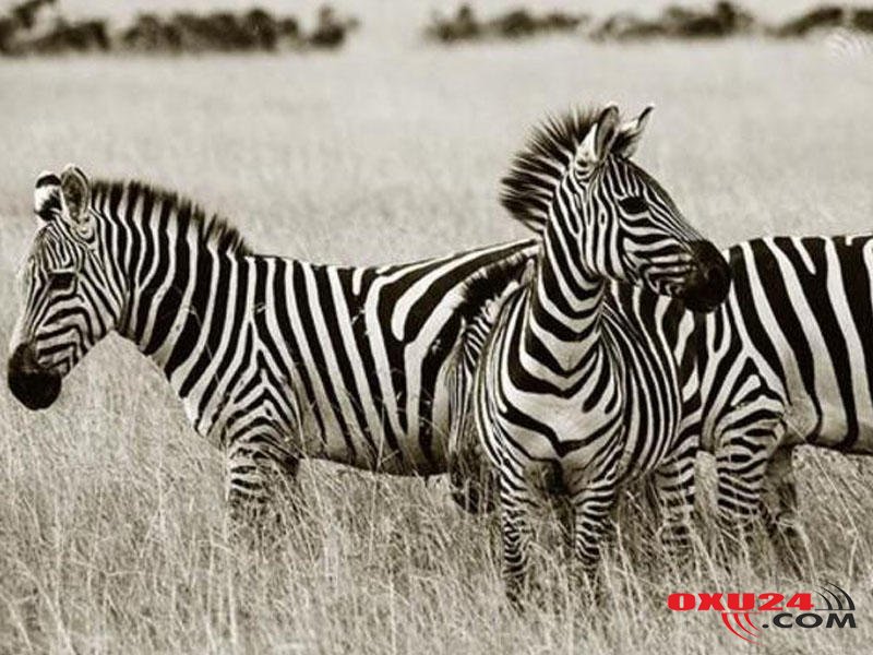 Minillik sualın cavabı tapıldı: zebralar niyə zolaqlıdır?