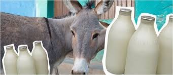 Uzunqulaq südünün insan orqanizminə FAYDALARI