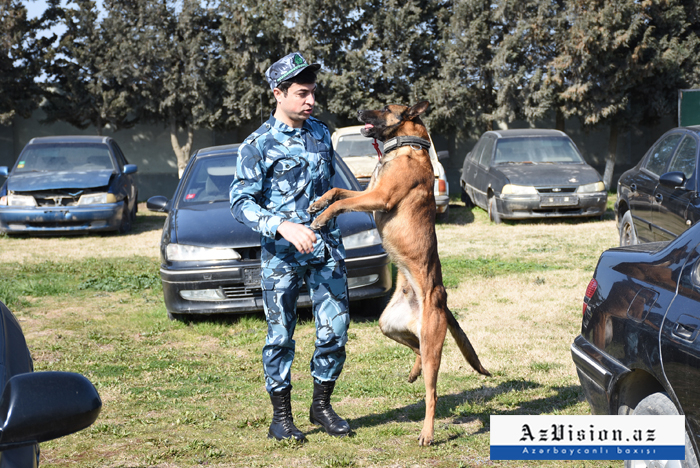 5 “dil bilən”, qiyməti 15 min avro olan axtarış itləri - REPORTAJ (FOTOLAR)