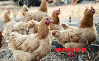 İnanılmaz HADİSƏ: toyuqlar onlara hücum edən tülkünü öldürdü