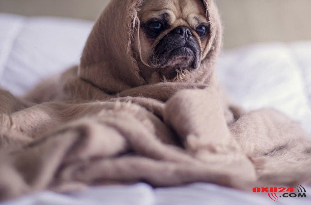 Diqqət: indi də “İt qripi” gəlir – Alimlərdən XƏBƏRDARLIQ