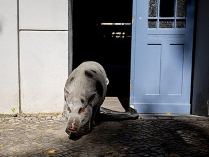 Qadın donuza görə həbsxanaya düşdü - Şok təfərrüat