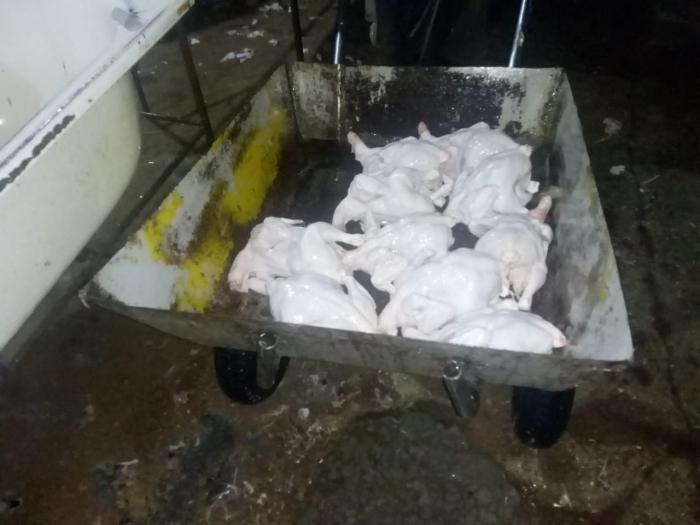 Bakıda əhaliyə murdar toyuqları yedizdirən sexdən FOTOLAR