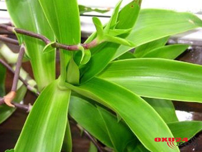 Bronxial astmanın dərmanı bu otaq bitkisindədir - Hər evdə var