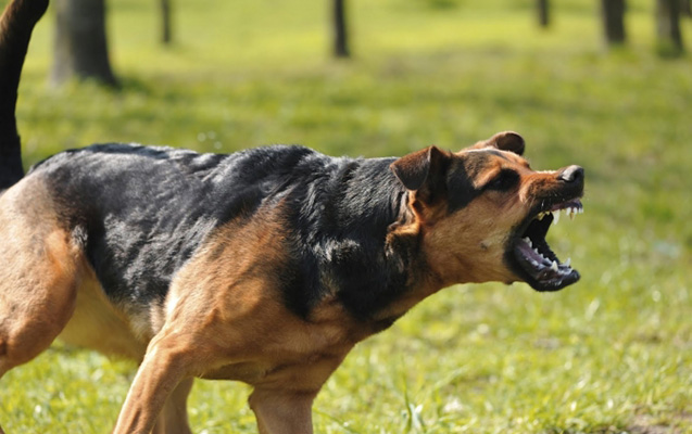 Bakıda 500-mindən çox sahibsiz it var - Çoxu quduzdur